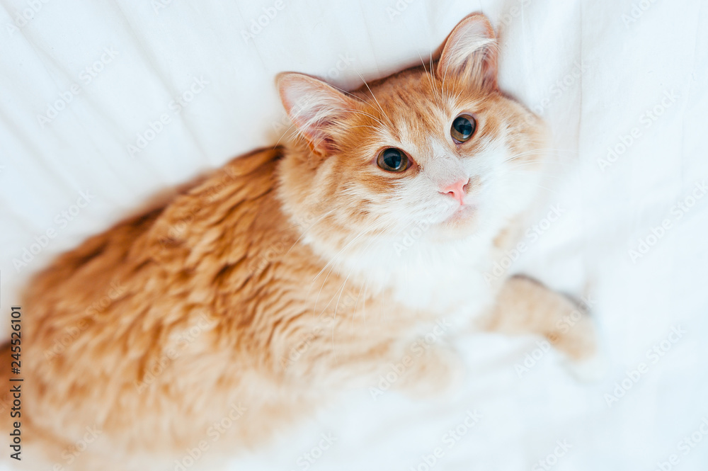 red ginger cat lies upside down at white bedsheet and looks at camera