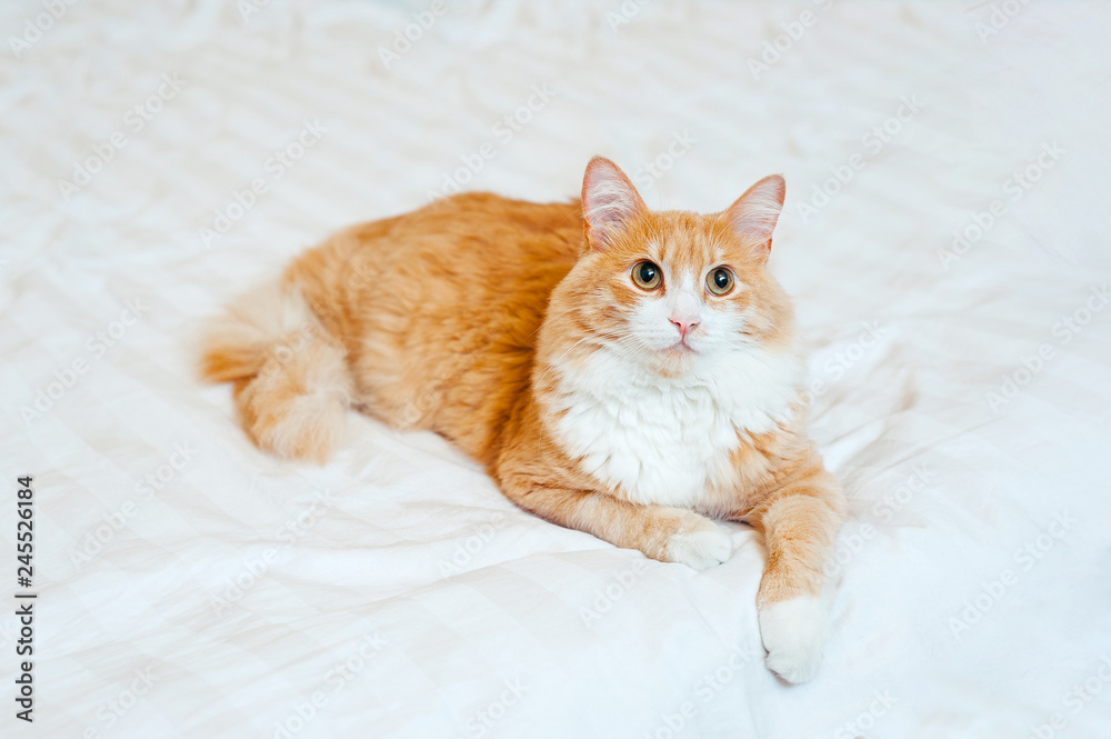 red ginger cat sits at white bed and looks at camera