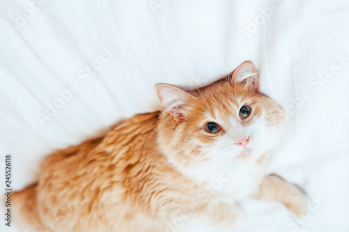 red ginger cat lies upside down at white bedsheet and looks at camera