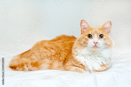 Fototapeta Naklejka Na Ścianę i Meble -  red ginger cat sits at white bed and looks at camera