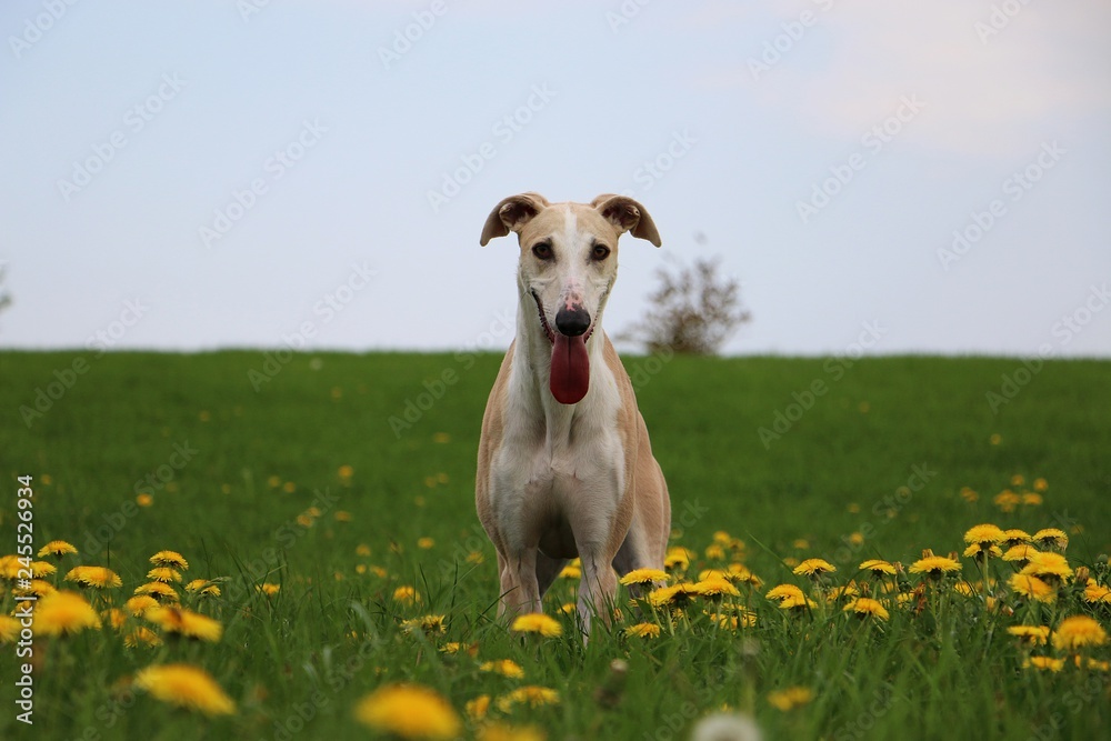 beautiful galgo is standing in a field of dandelions in the garden beautiful galgo is standing in a field of dandelions in the garden