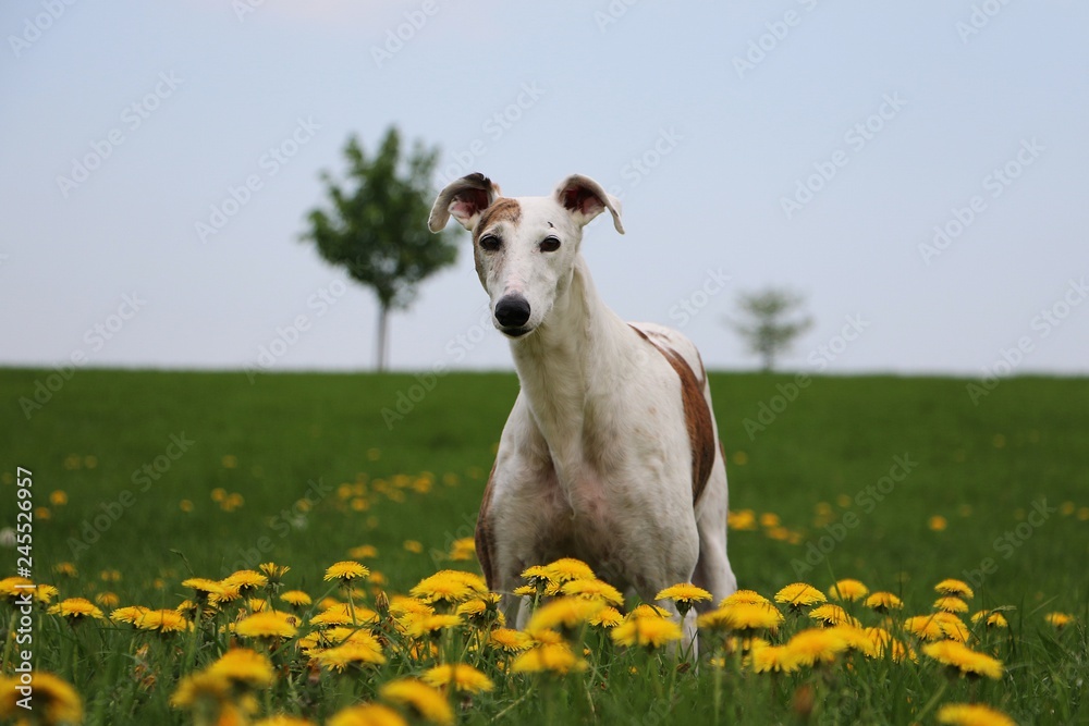 Fototapeta premium beautiful galgo is standing in a field of dandelions in the garden