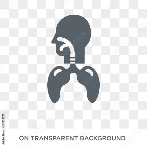 Respiratory System icon. Trendy flat vector Respiratory System icon on transparent background from Human Body Parts collection. High quality filled Respiratory System symbol use for web and mobile