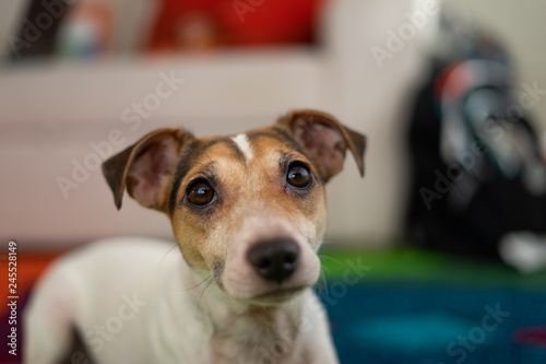 Beautiful dog laying on the carpet © Alex V