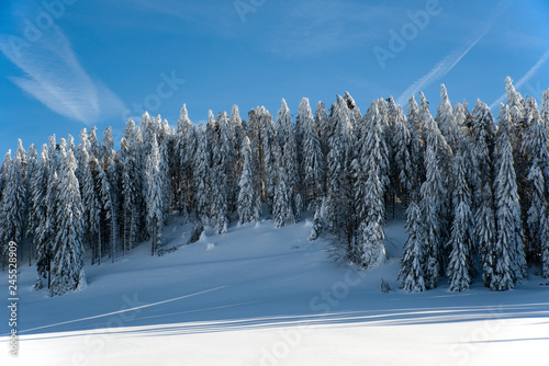 Schneetannen 2
