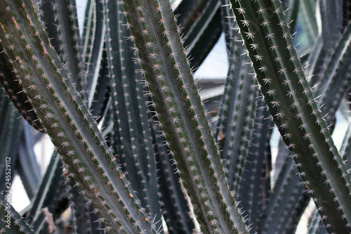 close up thorn of cactus background