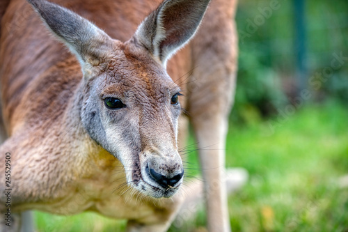 Cleland Wildlife Park Australia