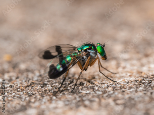 Brilliantly sharp green bug © Wayne