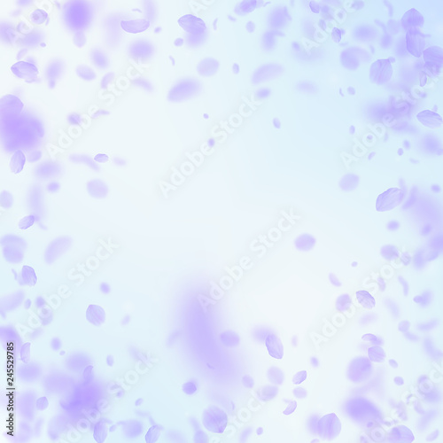Violet flower petals falling down. Fascinating rom
