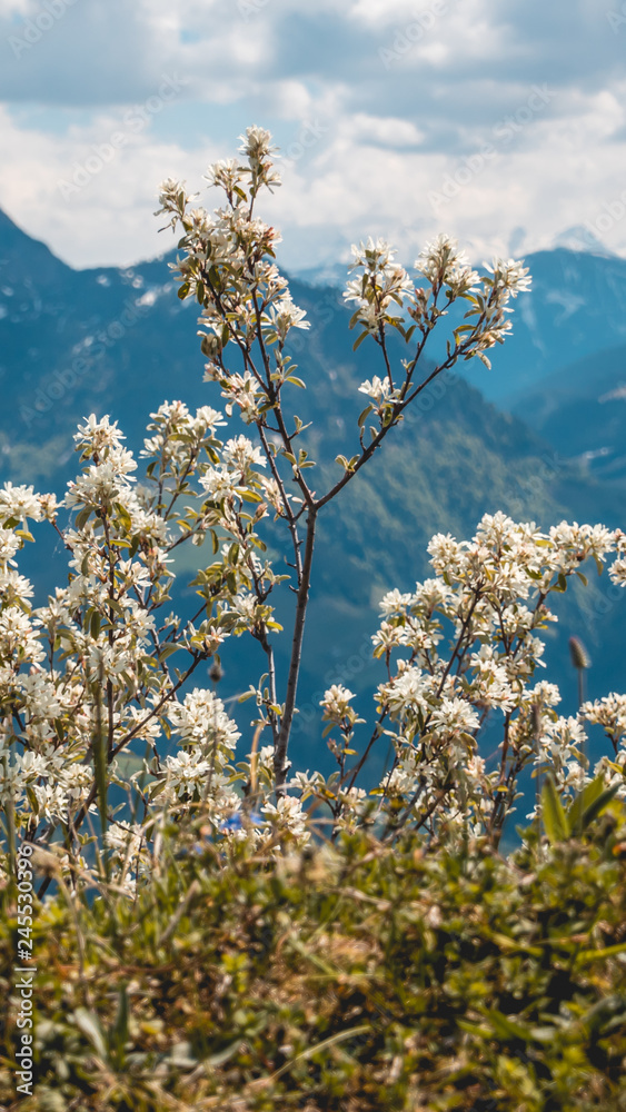 Smartphone HD wallpaper of alpine view near the Piller lake - Tyrol - Austria Smartphone HD wallpaper of alpine view near the Piller lake - Tyrol - Austria