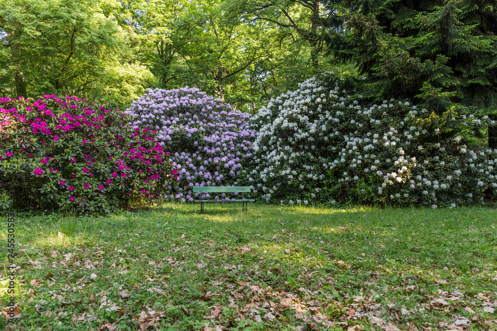 beautiful flowers in the rhododendron park beautiful flowers in the rhododendron park