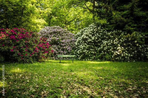 Fototapeta Naklejka Na Ścianę i Meble -  beautiful flowers in the rhododendron park