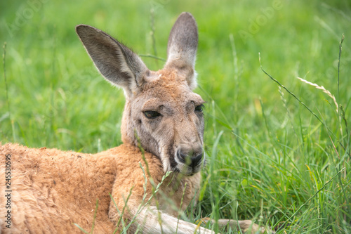 Fototapeta Naklejka Na Ścianę i Meble -  kangaroo in freedom in australia