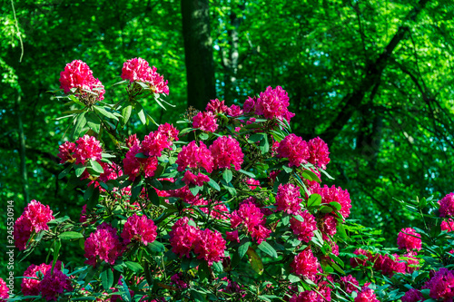 Wallpaper Mural beautiful flowers in the rhododendron park Torontodigital.ca