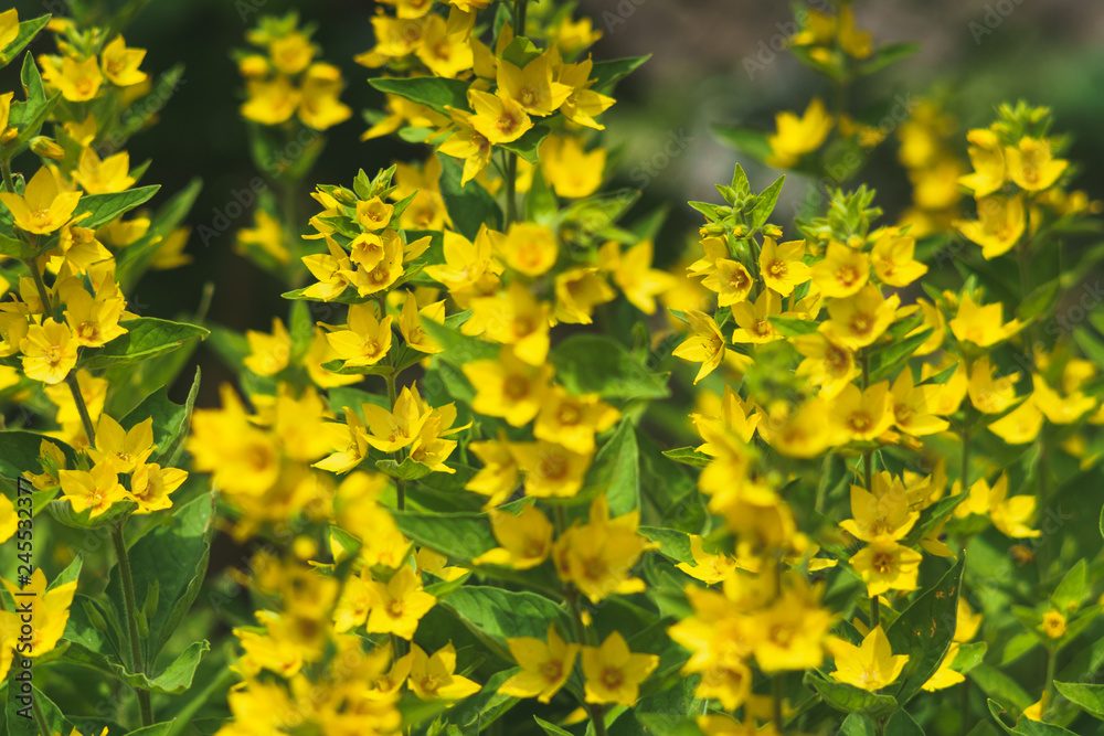 Fototapeta premium a sea of ​​yellow beautiful flowers with open flowers. The dotted Gilblower plant has a strong natural color. Lysimachia Punctata.