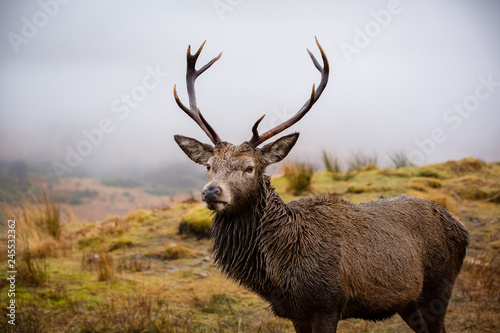 Male stag close up head and shoulders  looking at the camera