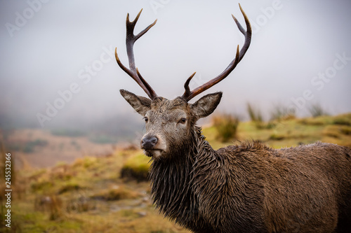 Male stag close up head and shoulders, looking at the camera