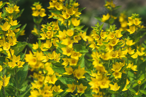 a sea of ​​yellow beautiful flowers with open flowers. The dotted Gilblower plant has a strong natural color. Lysimachia Punctata.