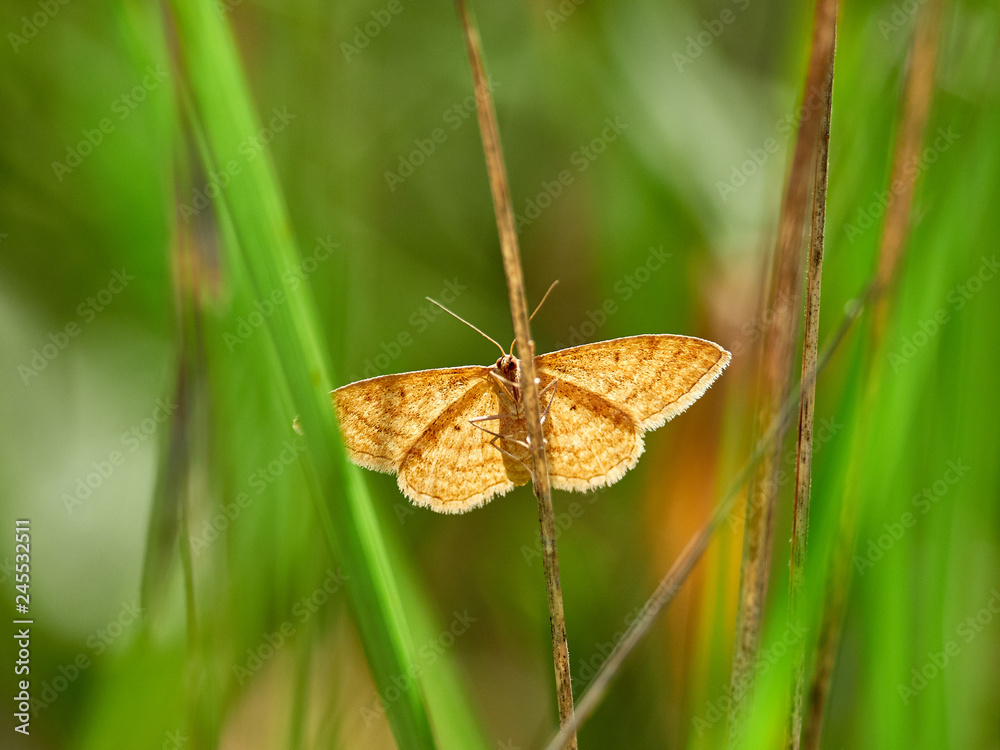 Obraz premium Moth in the early morning in some bushes, near the city of Almansa, Spain