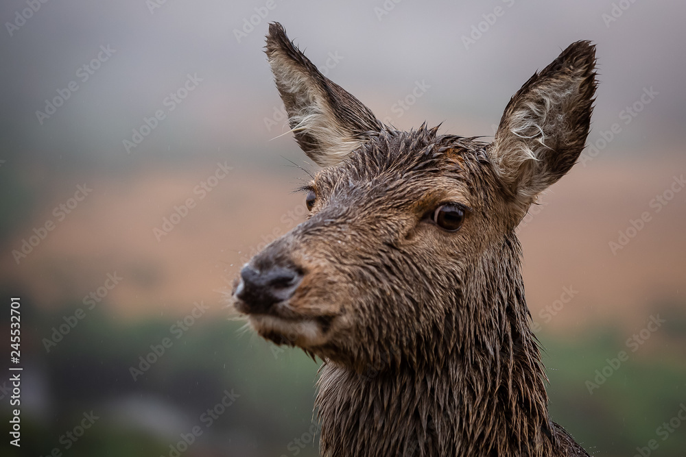 Female doe deer, close up and looking at the camera Female doe deer, close up and looking at the camera