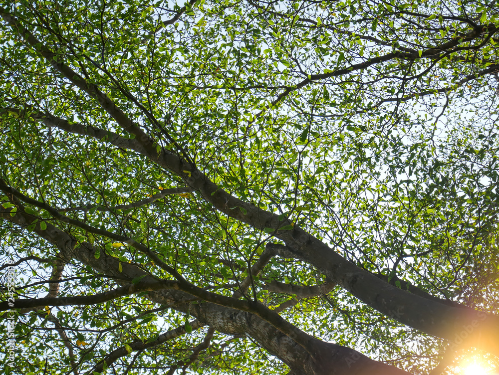 Fototapeta premium Low Angle View of Tree Canopy in the Park