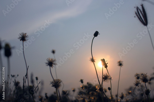 Soft flowers of grass and orange sky in the evening for the design of the background or postcard.