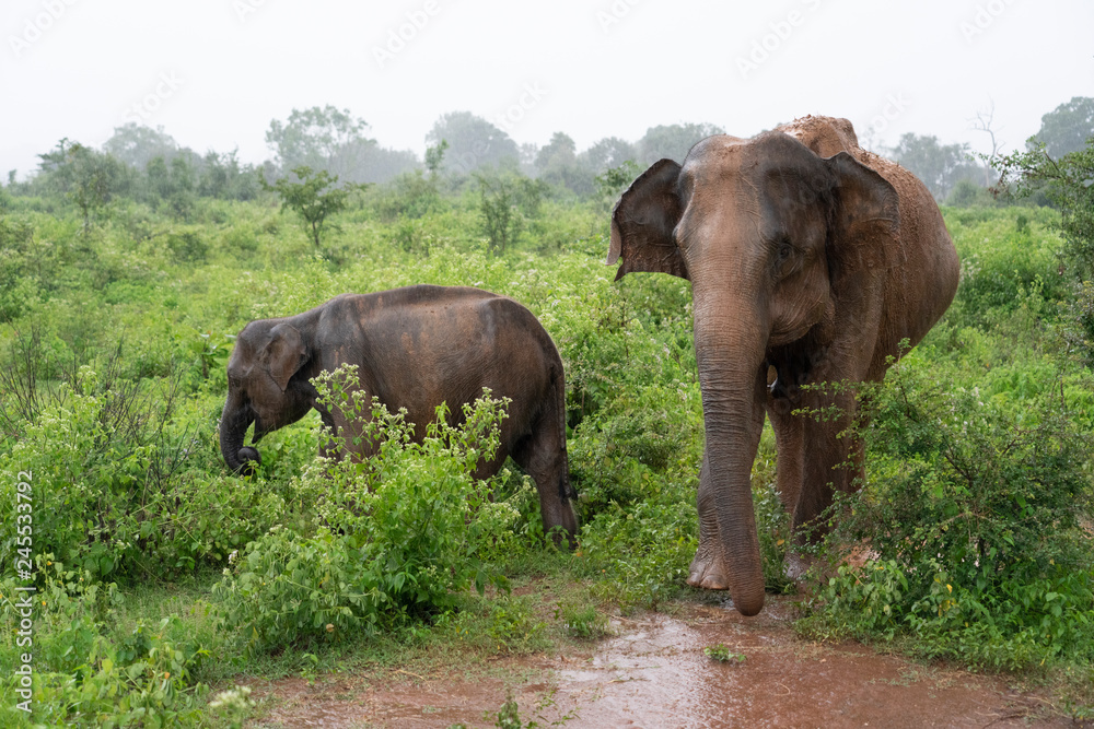 elephants in the forest