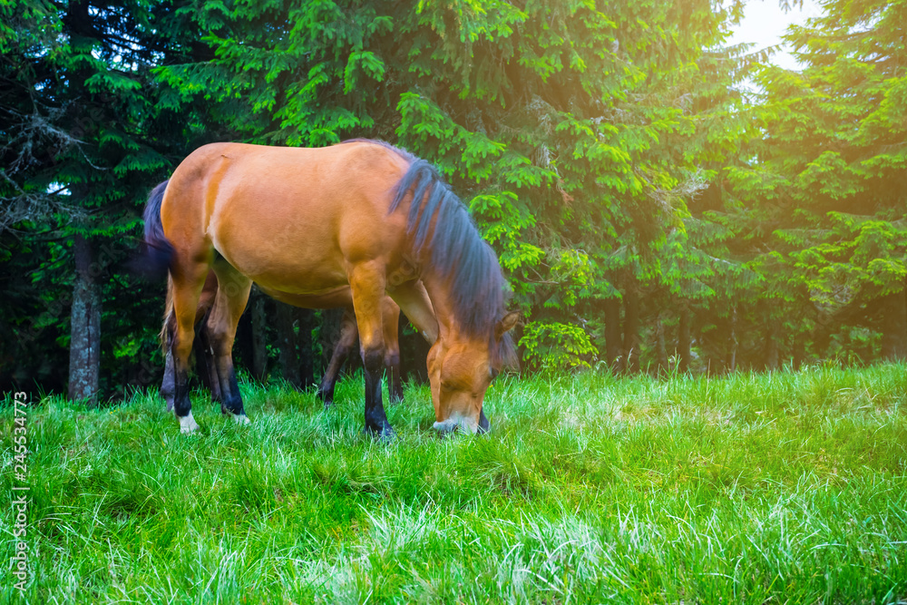 Fototapeta premium beautiful brown horse grazing on a forest glade