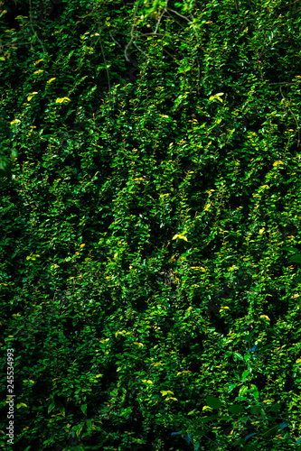 Green leaf wall background