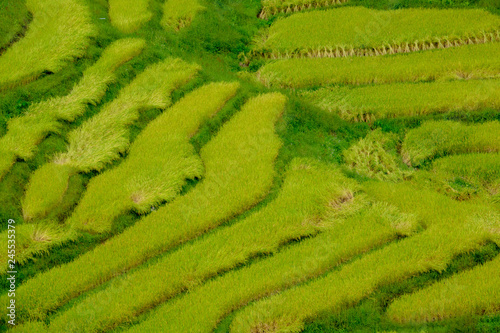 Terraced rice field in Northern Thailand