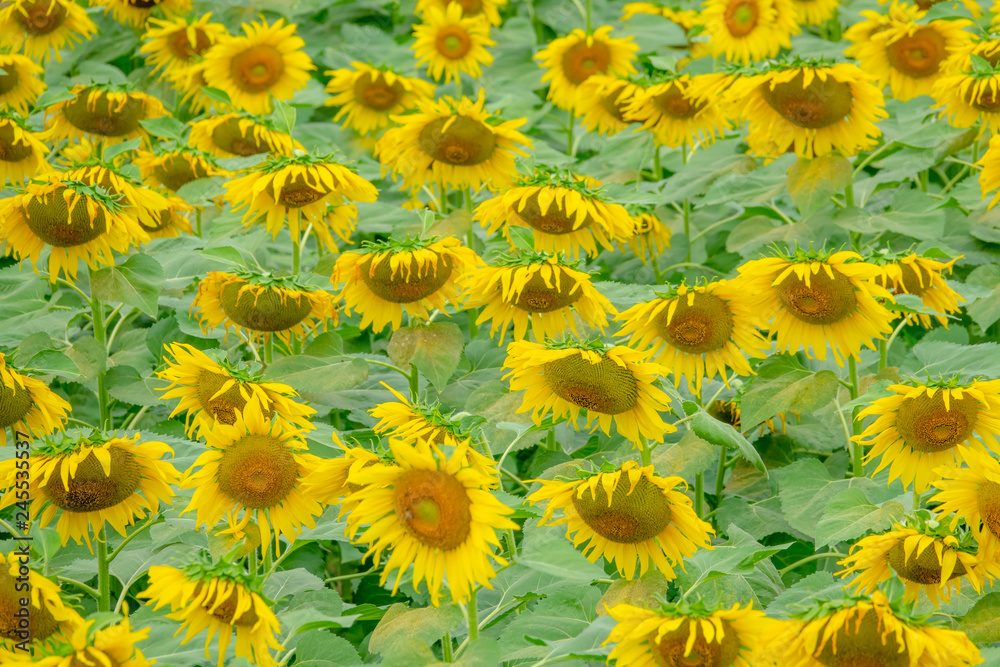 Fototapeta premium Beautiful sunflower in green farm. Close up shot.