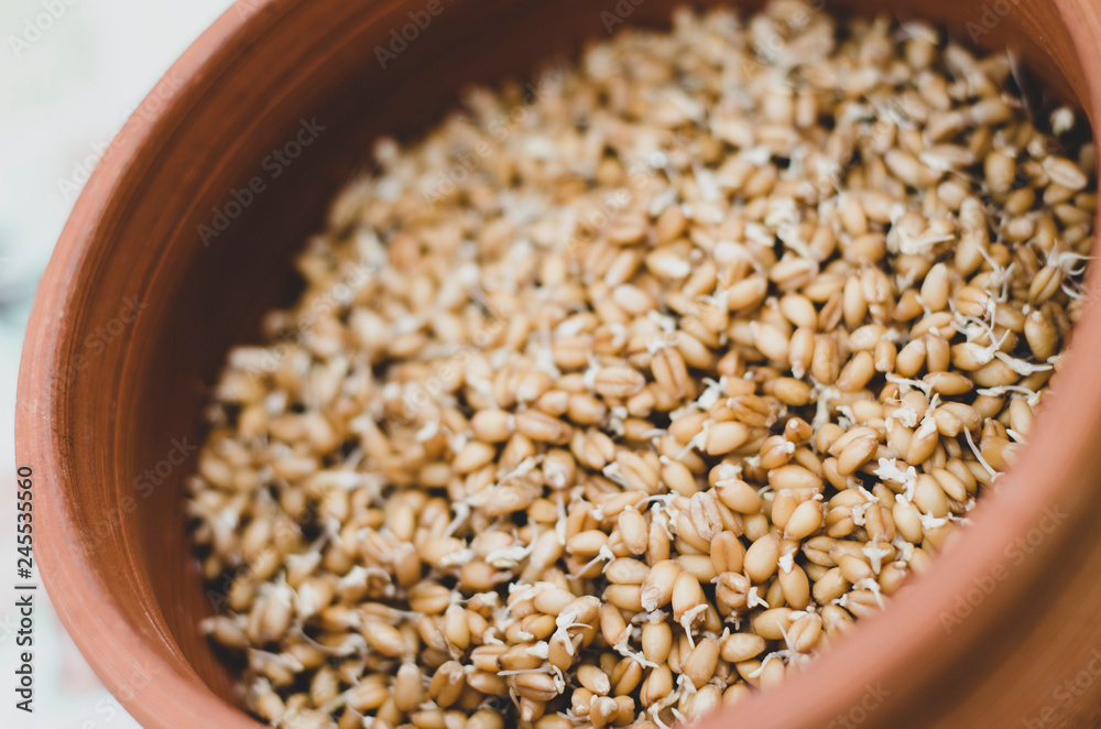 Proper and healthy food. Sprouted wheat, lentil and buckwheat seed. Ecologically clean food. Microgreen. Copy space for text Proper and healthy food. Sprouted wheat, lentil and buckwheat seed. Ecologically clean food. Microgreen. Copy space for text