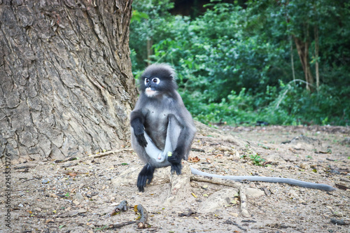 Funny cute monkeys spectacled langur (Trachypithecus obscurus) in the national park. Lonely male sitting on the ground. © ss404045