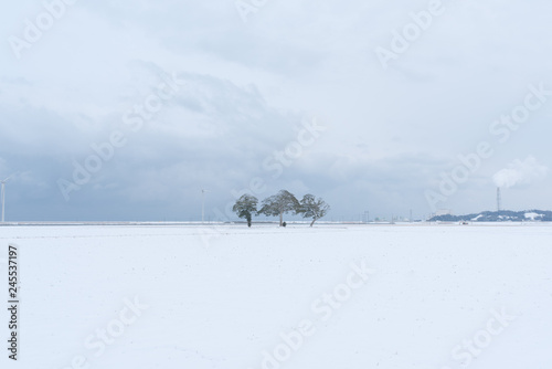 雪原の木