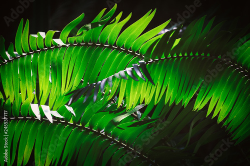 Dark fern leaves background image