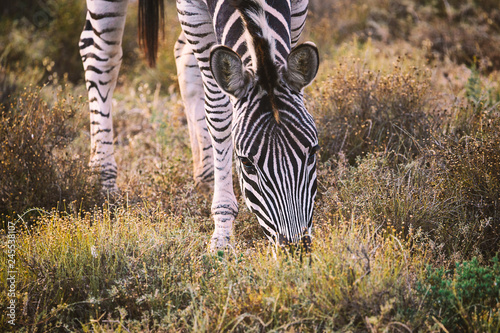 Zebra eating grass in Addo National Park  South Africa