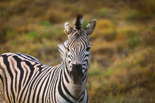 Portrait of zebra in South African national park