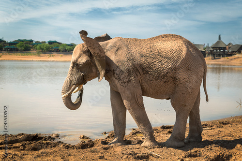 African elephant standing by the lake in game reserve in South Africa