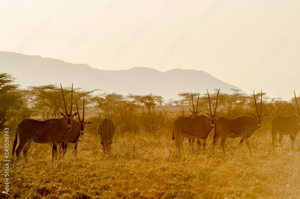 Oryxantilope Oryxantilope