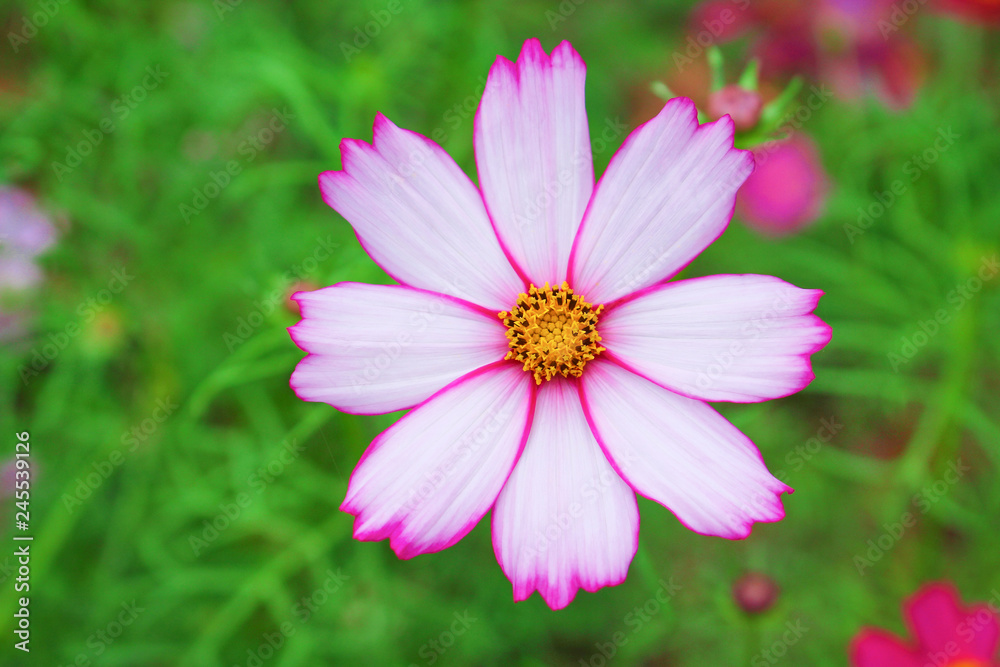 Natural colorful white pink cosmos bipinnatus flowers field patterns blooming top view in garden for green leaf background Natural colorful white pink cosmos bipinnatus flowers field patterns blooming top view in garden for green leaf background