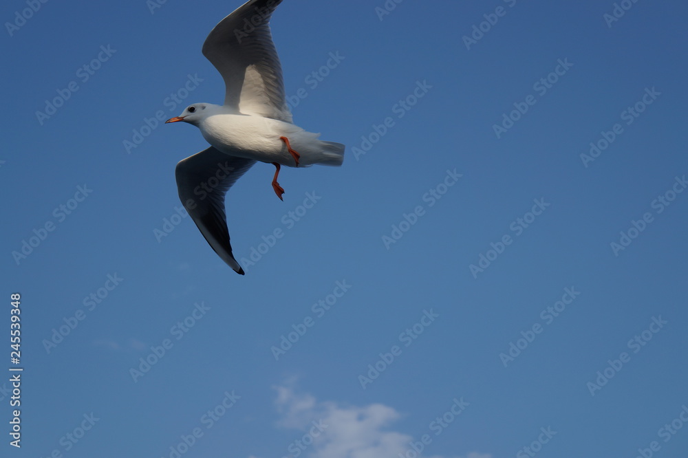 Obraz premium seagull in flight