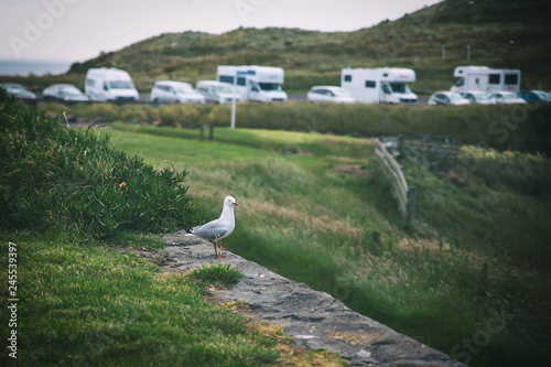 Seagull at Harington Point, New Zealand photo