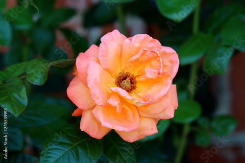 Orange to yellow fully open blooming rose with petals starting to wither surrounded with dark green leaves in local garden