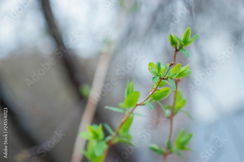 A branch of a tree with young green leaves.