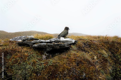 A kea parrot standing on the rock, cloudy day, Milford Track, New Zealand South Island   © Kriste