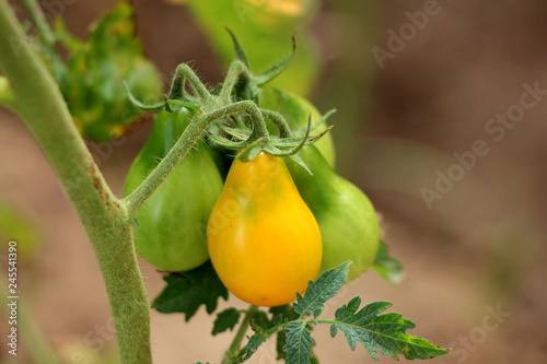 Pear shaped cherry tomatoes ranging from bright yellow to light green growing in local garden surrounded with leaves and branches on warm summer day photo