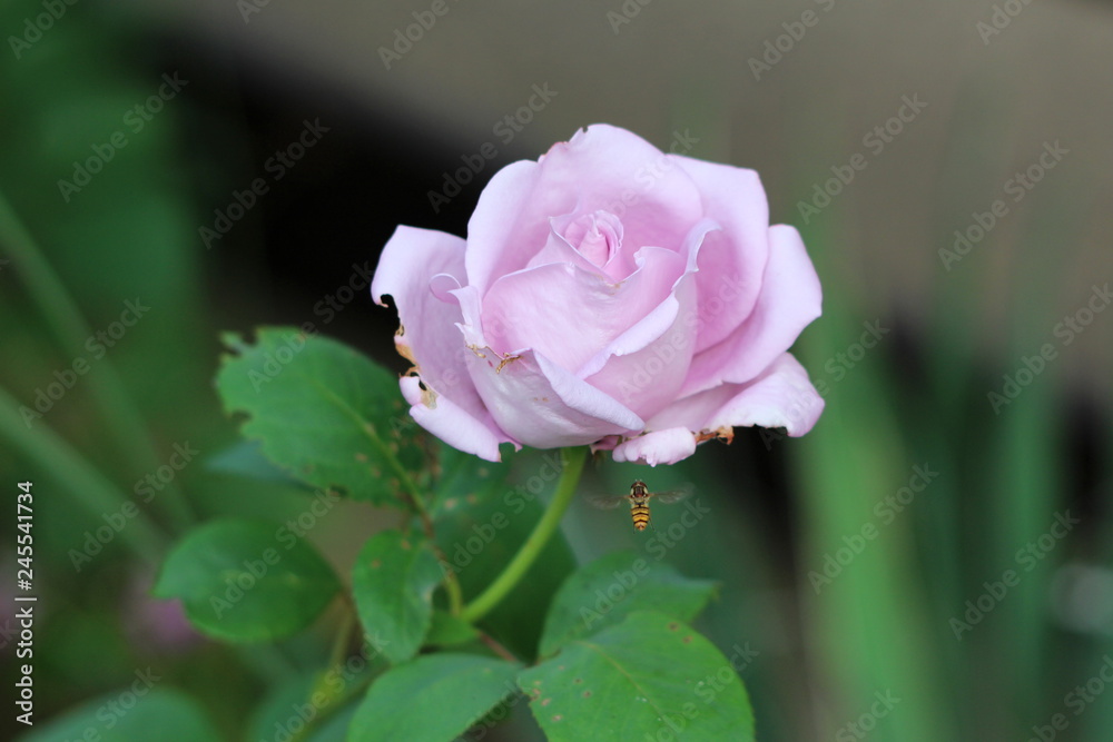 Pink rose with partially closed petals starting to wither at edges with small bee flying towards it surrounded with green leaves in local garden Pink rose with partially closed petals starting to wither at edges with small bee flying towards it surrounded with green leaves in local garden