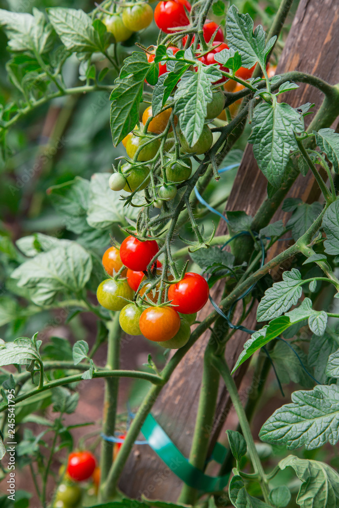 Tomates Cerises