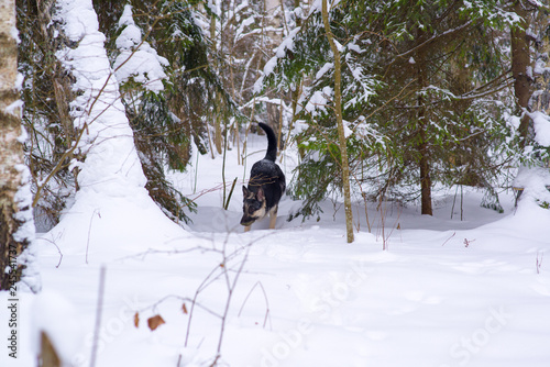 shepherd plays looking and hunting in the snow in winter