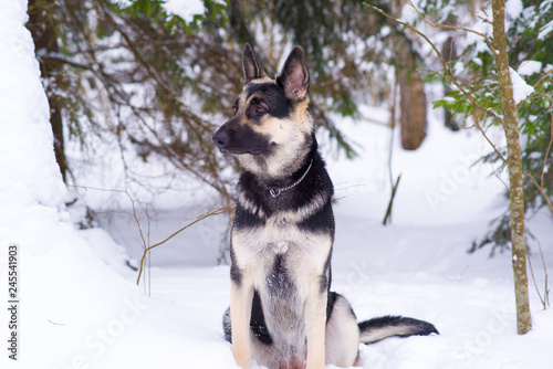 shepherd plays looking and hunting in the snow in winter